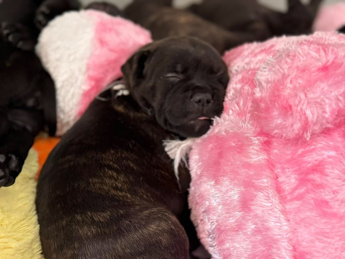 Staffordshire Bull Terrier breeder image 4