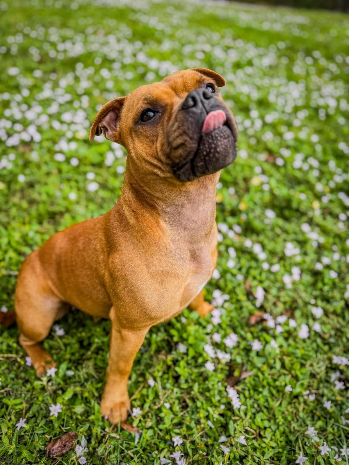 Staffordshire Bull Terrier breeder image 8