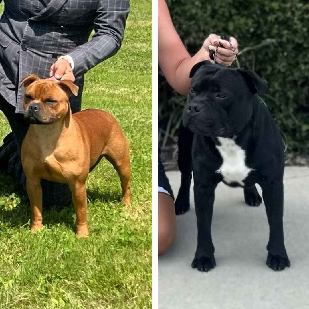Staffordshire Bull Terrier breeder image 14