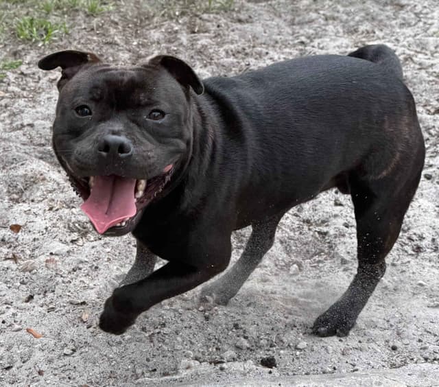 Staffordshire Bull Terrier media 3