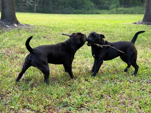 Staffordshire Bull Terrier media 2