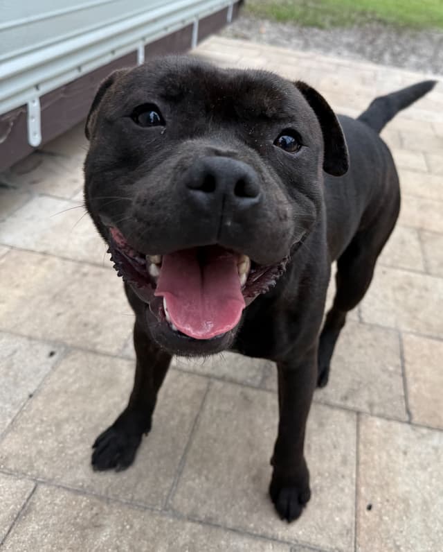 Staffordshire Bull Terrier media 4