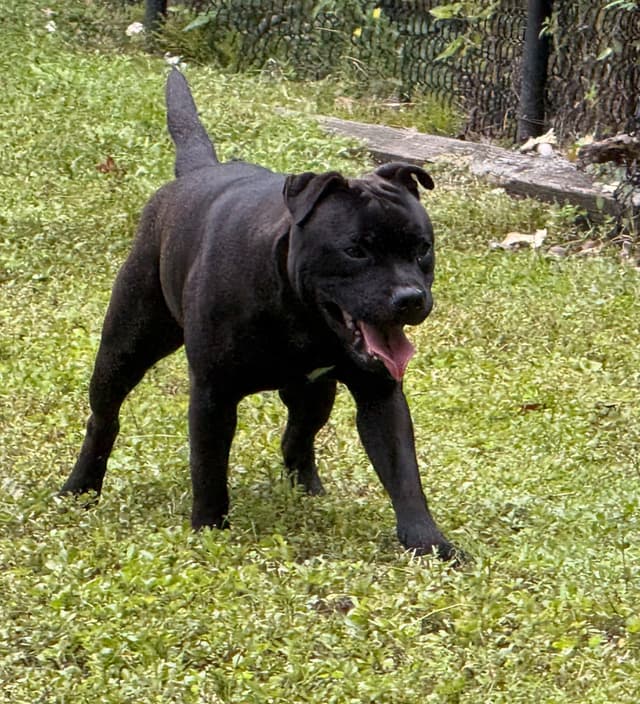 Staffordshire Bull Terrier media 5