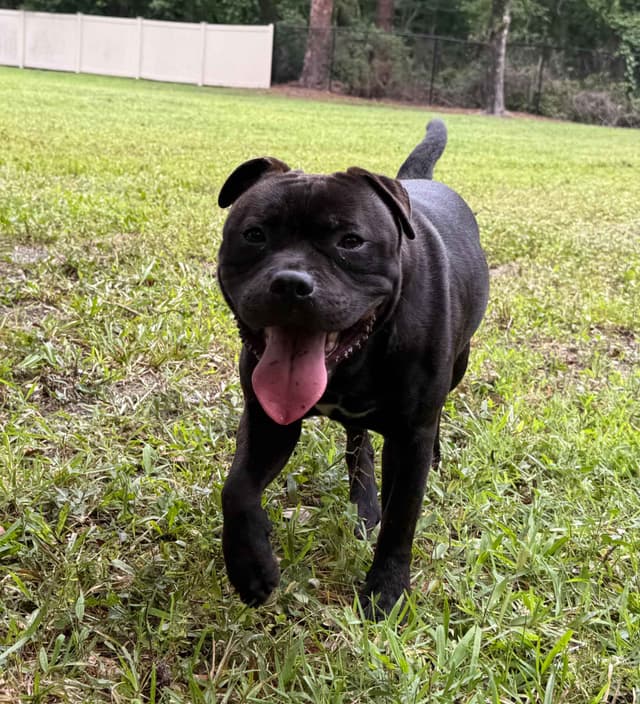 Staffordshire Bull Terrier media 6
