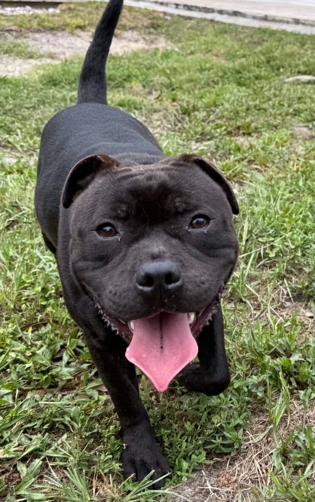 Staffordshire Bull Terrier media 7
