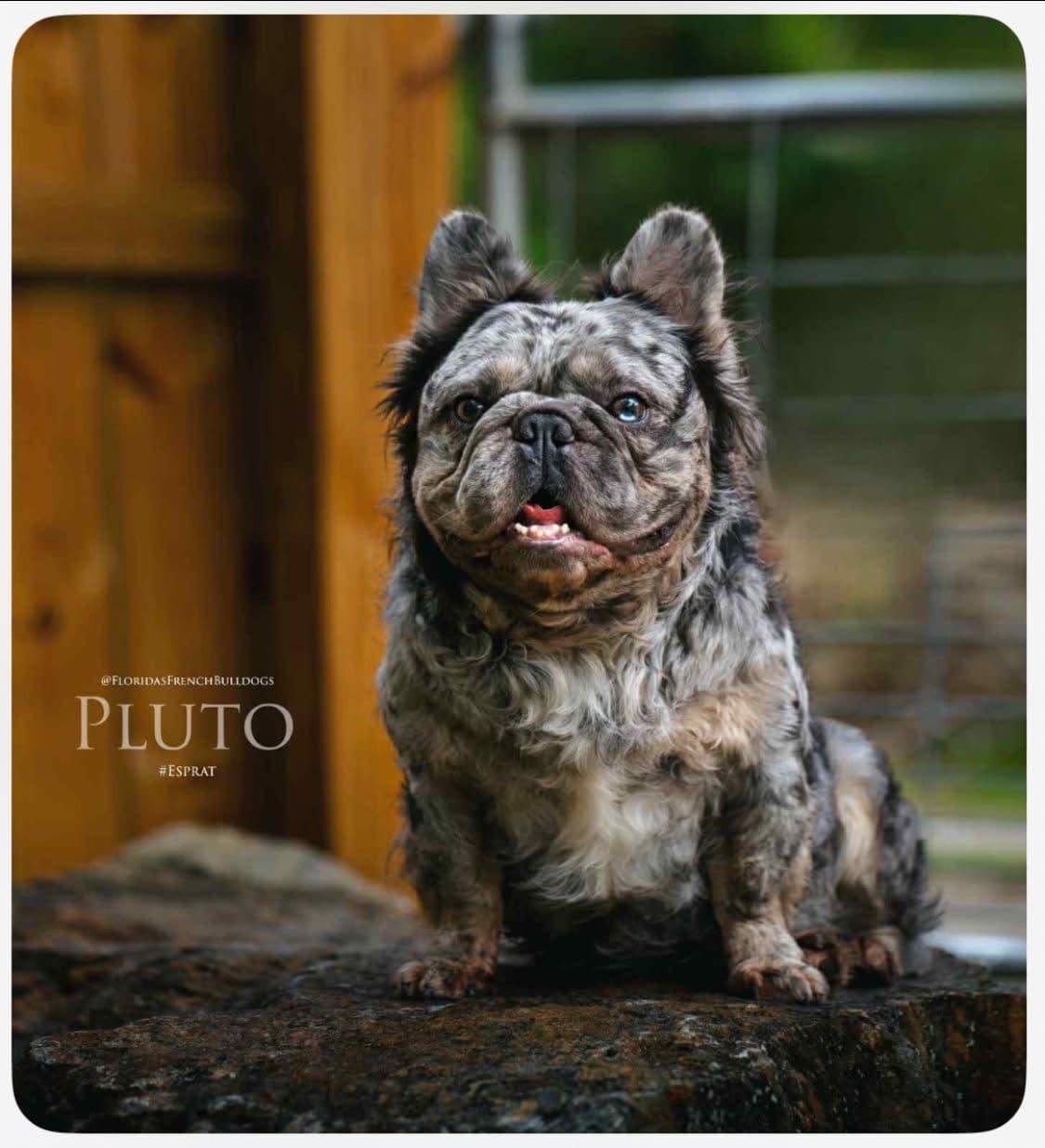 French Bulldog Puppies breeder image 2