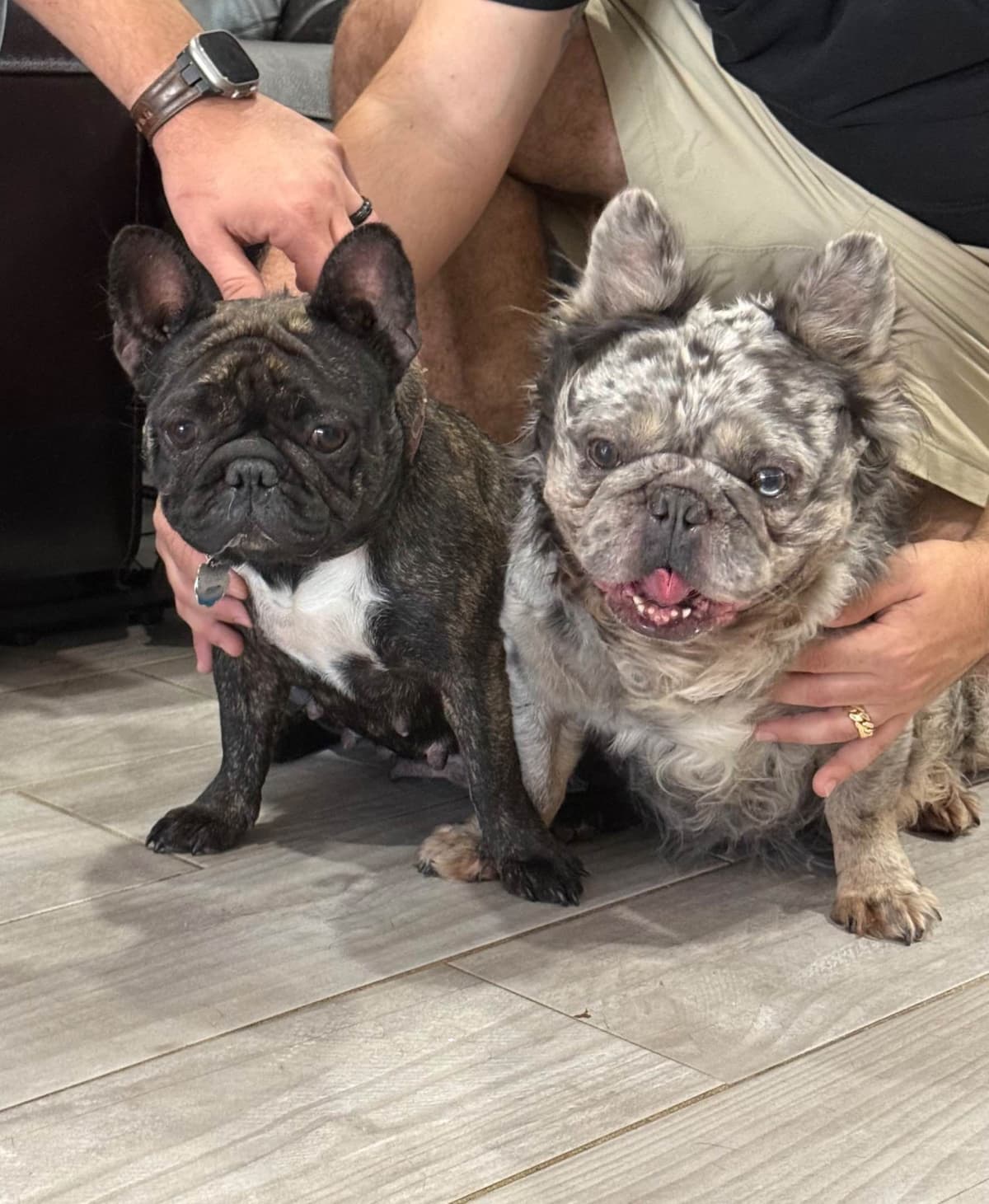 French Bulldog Puppies breeder image 6