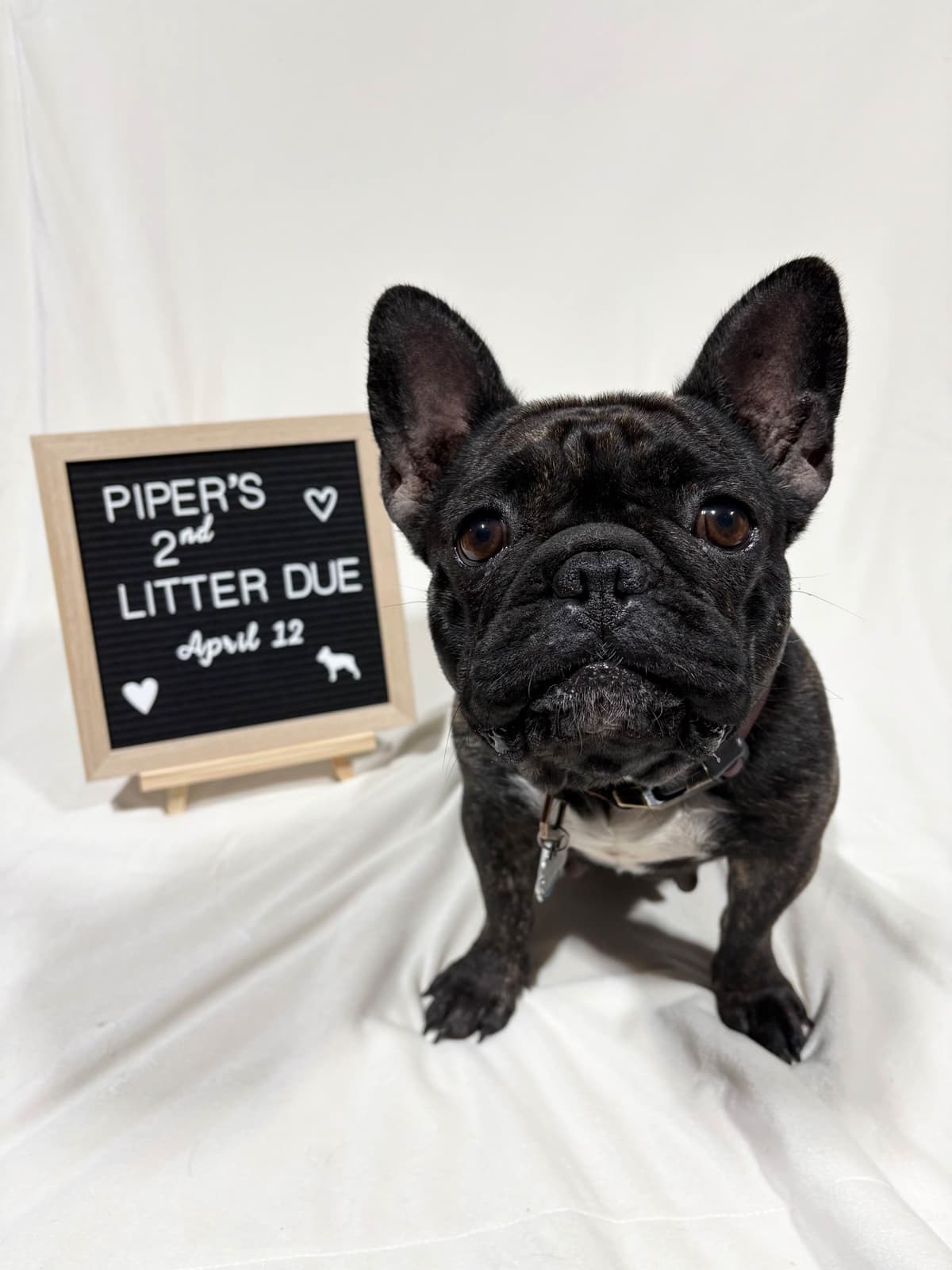 French Bulldog Puppies breeder image 7