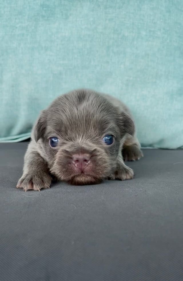 French Bulldog Puppies media 3