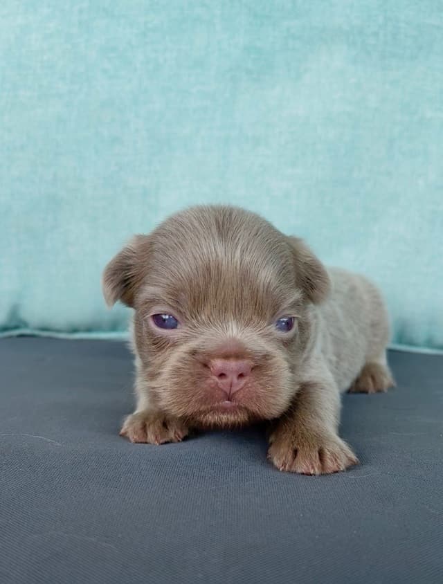French Bulldog Puppies media 10