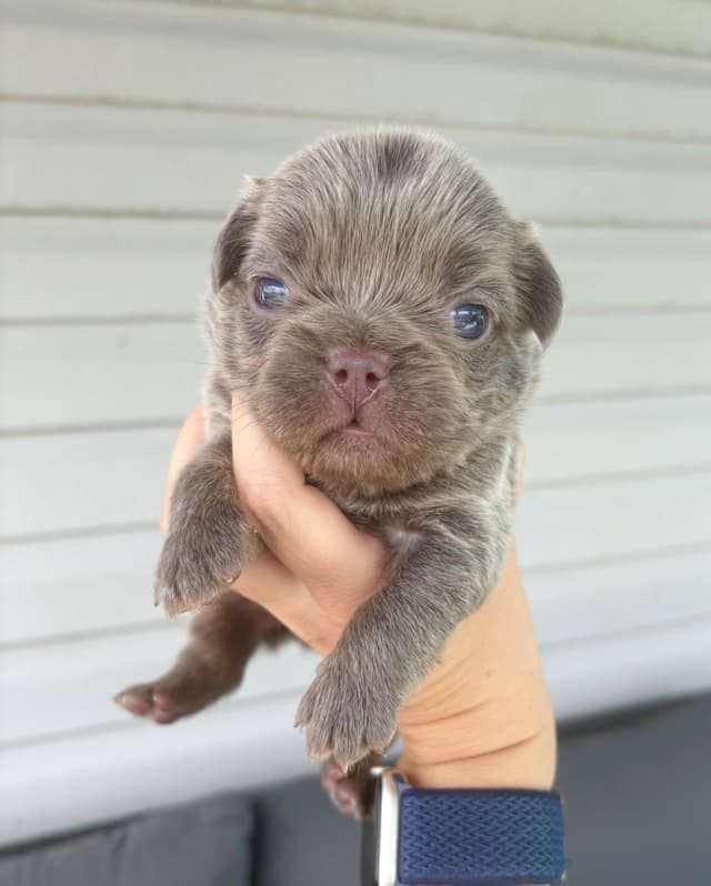 French Bulldog Puppies media 7