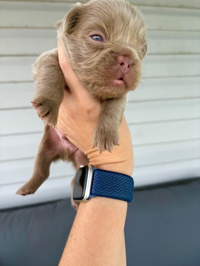 French Bulldog Puppies media 13
