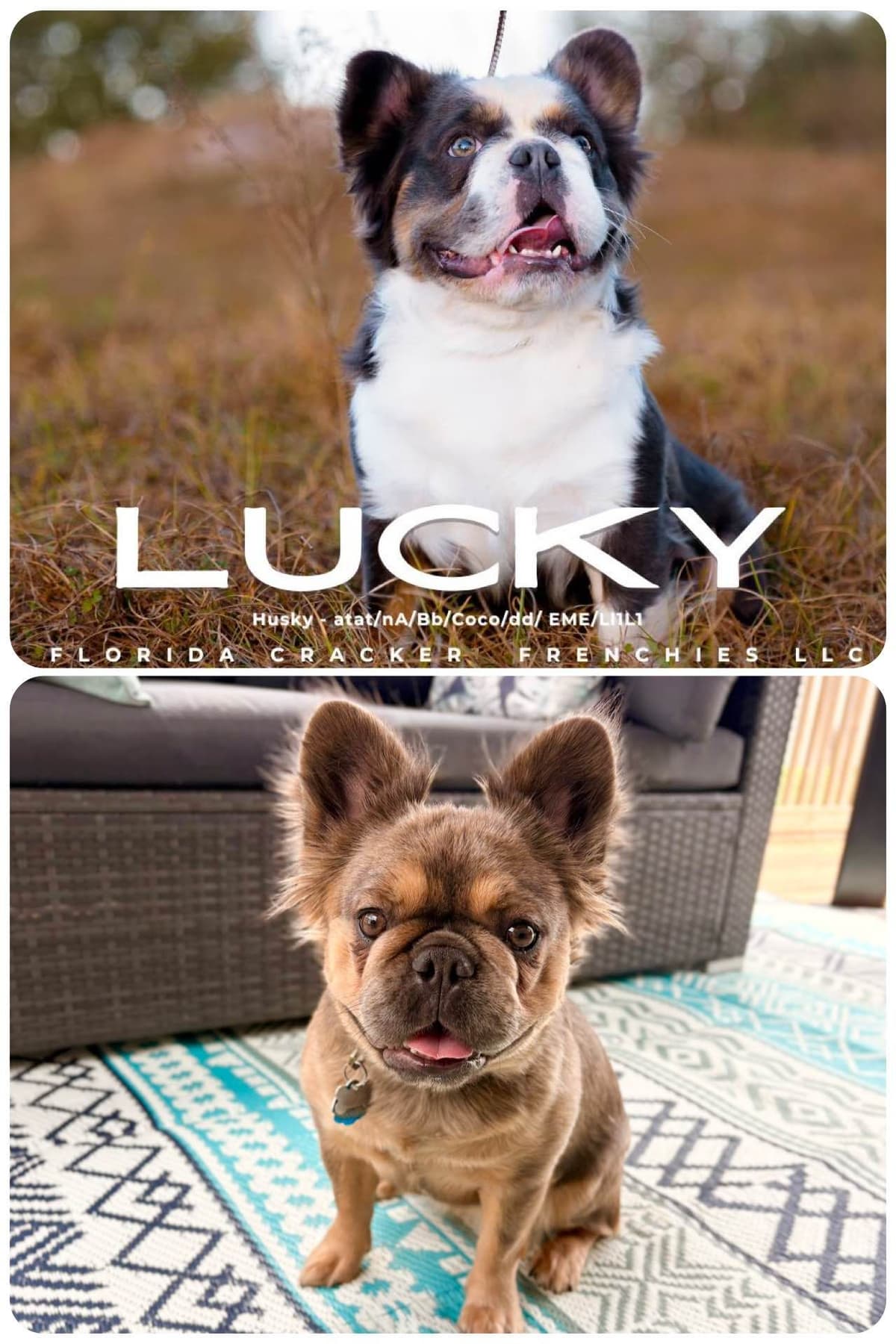 French Bulldog Puppies breeder image 14