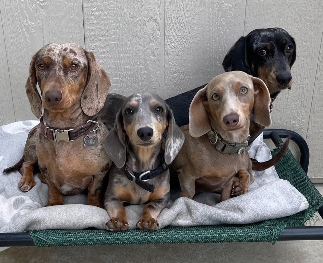 Dachshund Puppies breeder image 1