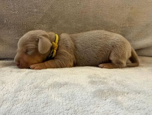 Dachshund Puppies media 12