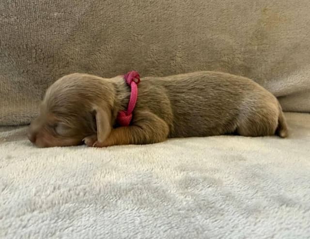 Dachshund Puppies media 7
