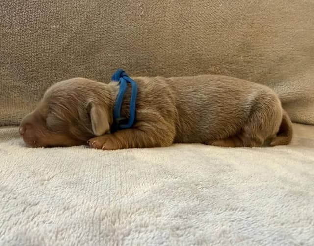 Dachshund Puppies media 2