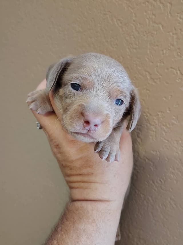 Dachshund Puppies media 4