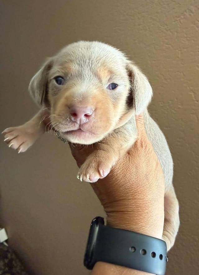 Dachshund Puppies media 9