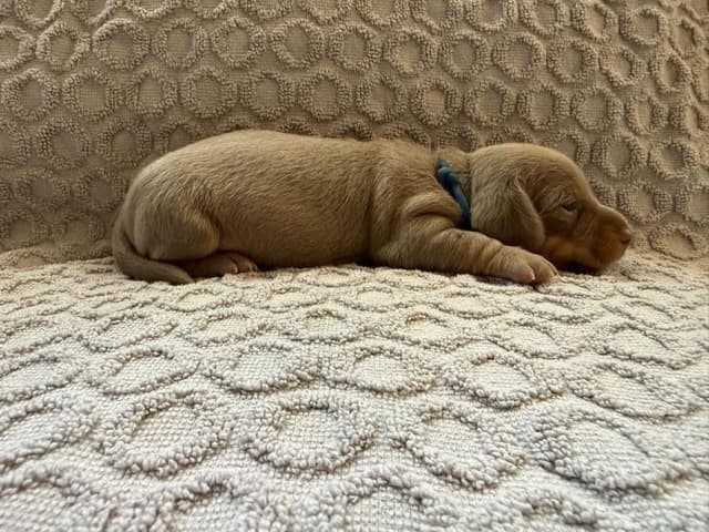 Dachshund Puppies media 3