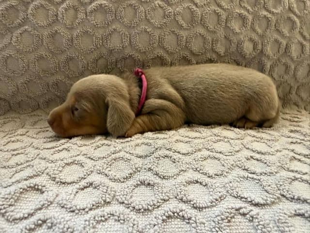 Dachshund Puppies media 8