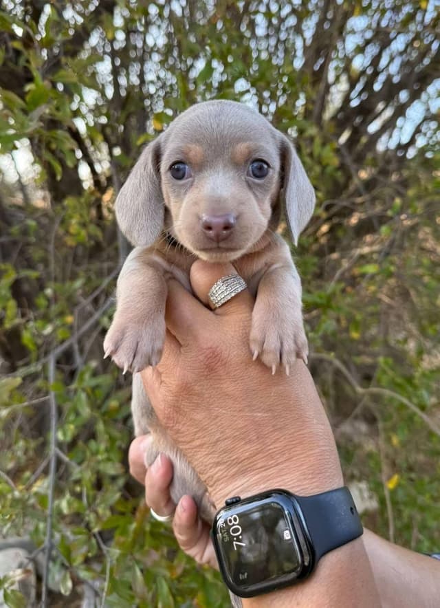 Dachshund Puppies media 10