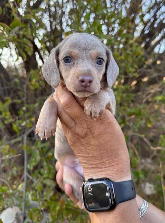Dachshund Puppies media 15