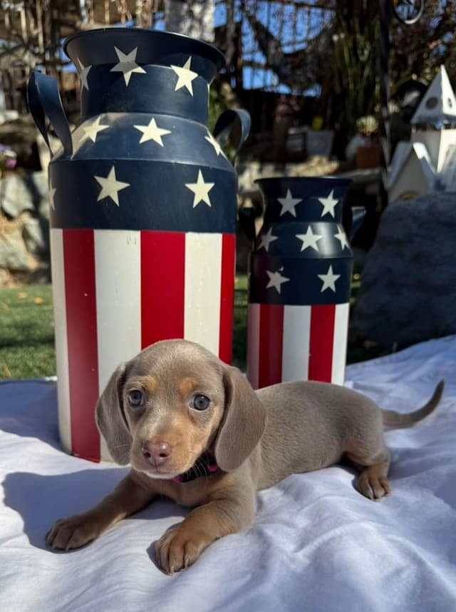 Dachshund Puppies media 11
