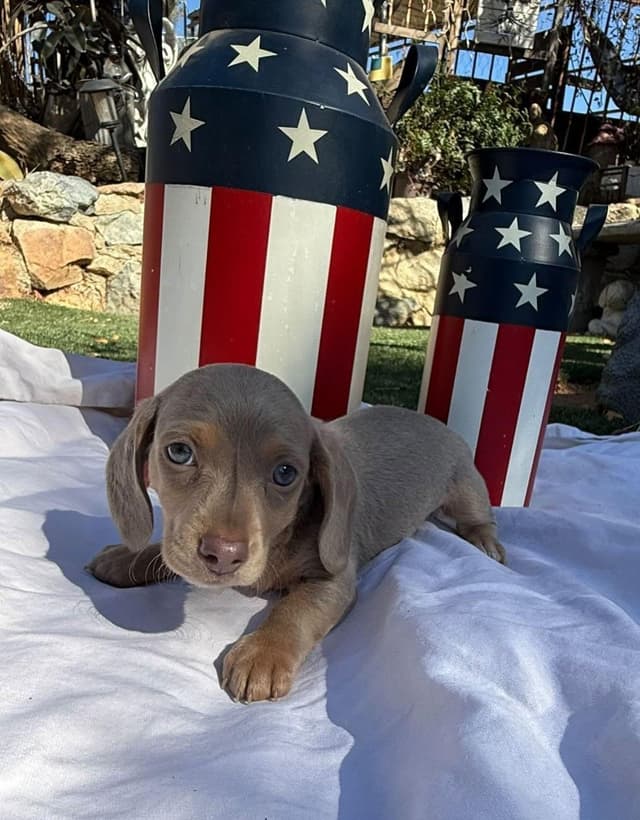 Dachshund Puppies media 16