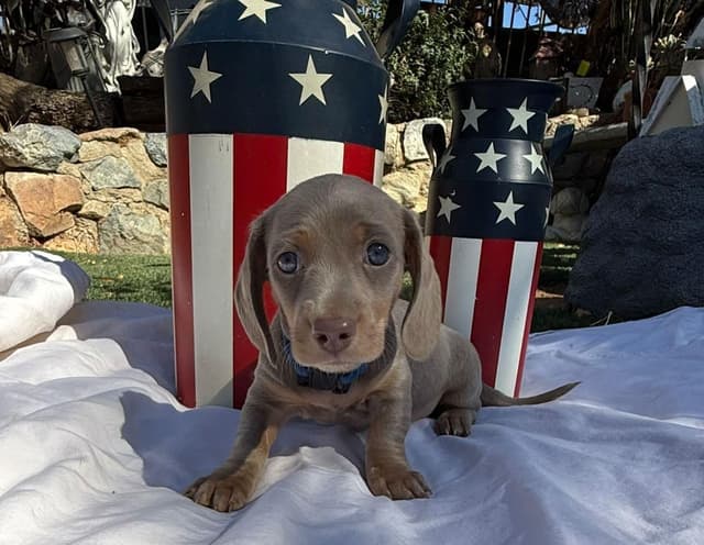 Dachshund Puppies media 6