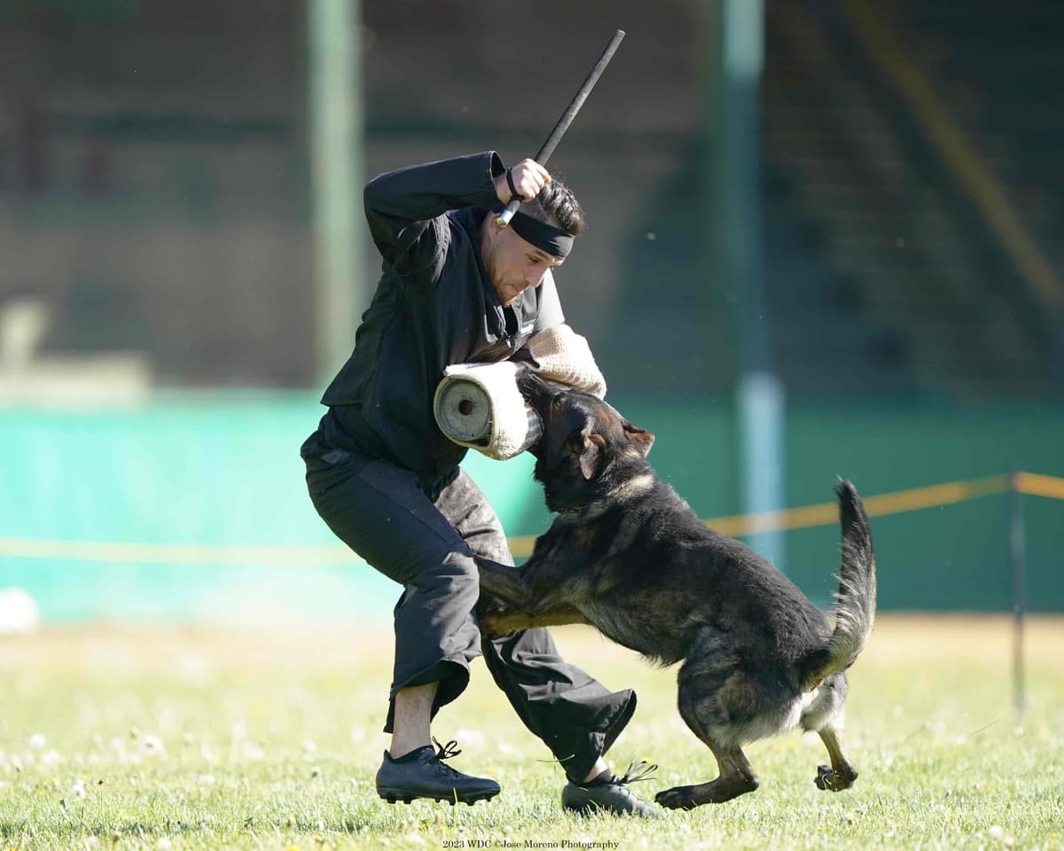 Titled and Health Tested Working Line Puppies breeder image 2