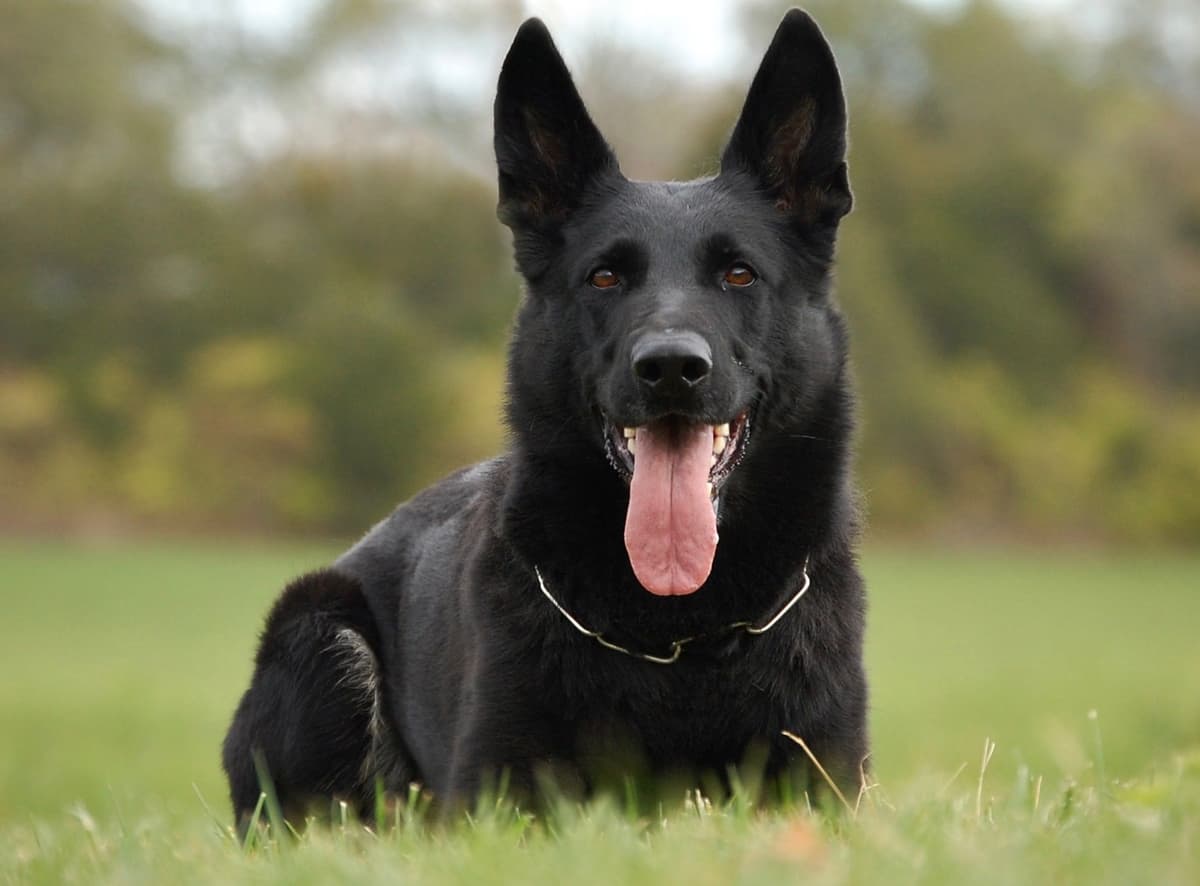 Titled and Health Tested Working Line Puppies breeder image 1