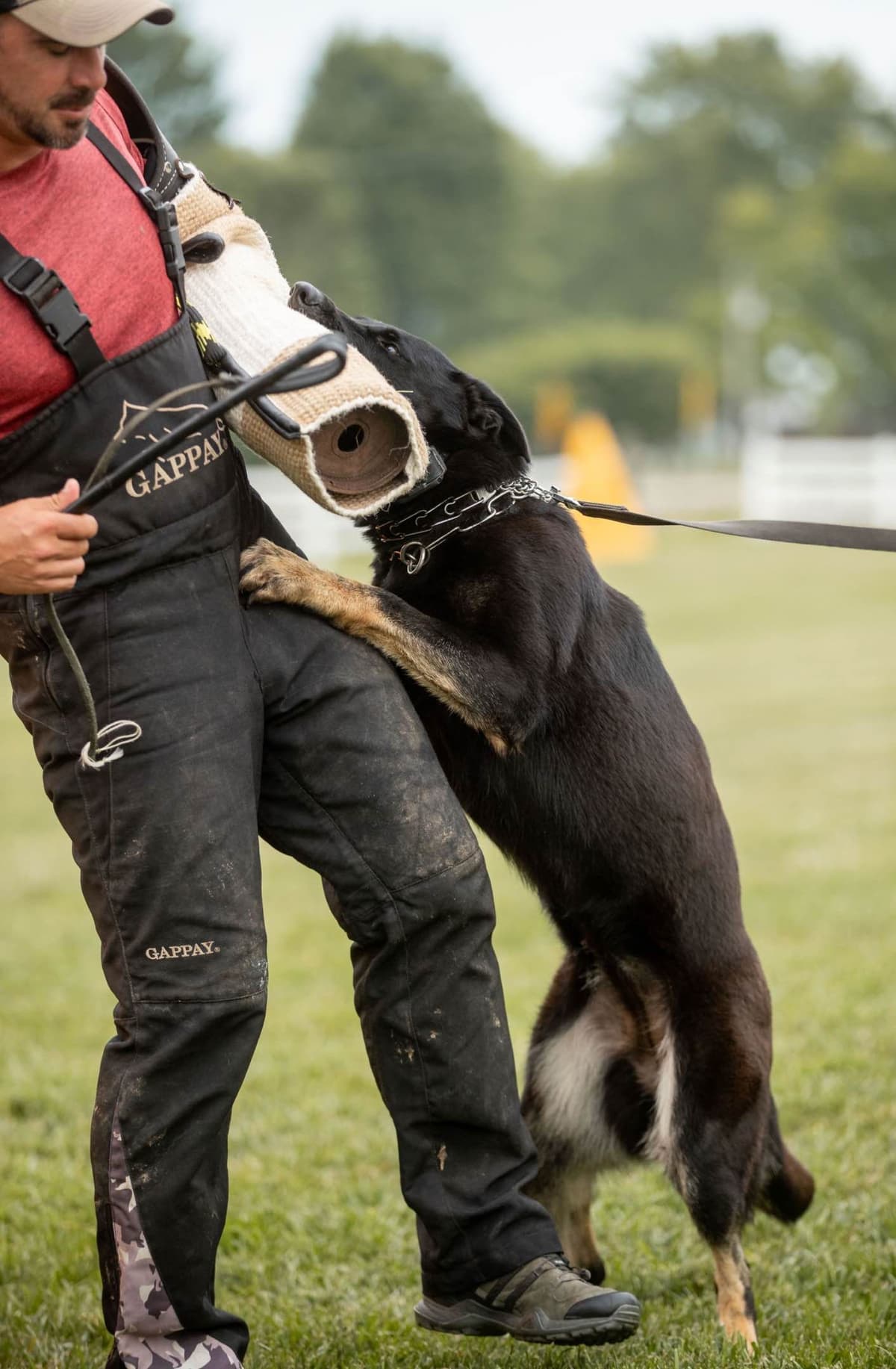 Titled and Health Tested Working Line Puppies breeder image 4