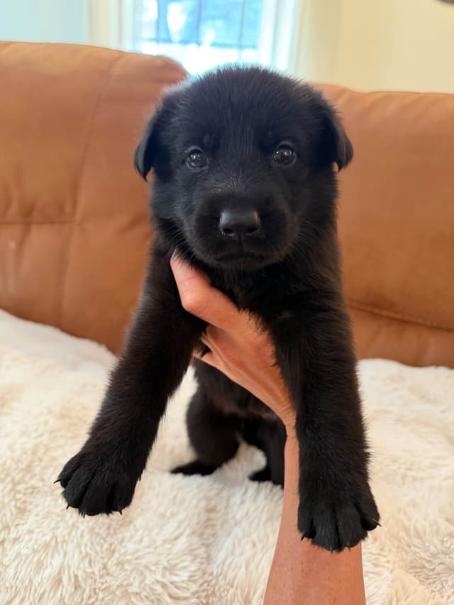 Titled and Health Tested Working Line Puppies media 3