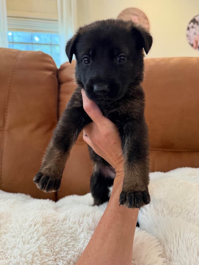 Titled and Health Tested Working Line Puppies media 7