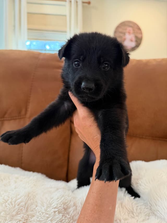 Titled and Health Tested Working Line Puppies media 4