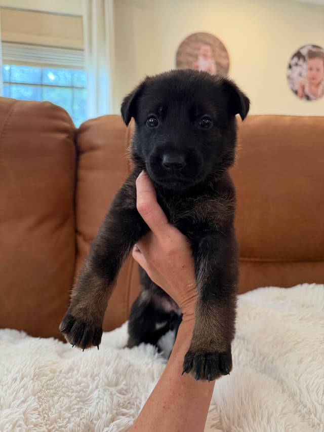 Titled and Health Tested Working Line Puppies media 6