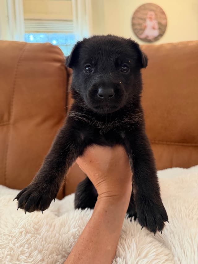 Titled and Health Tested Working Line Puppies media 5