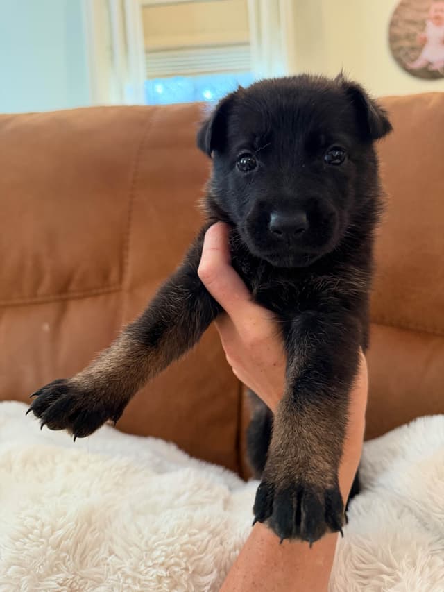 Titled and Health Tested Working Line Puppies media 9