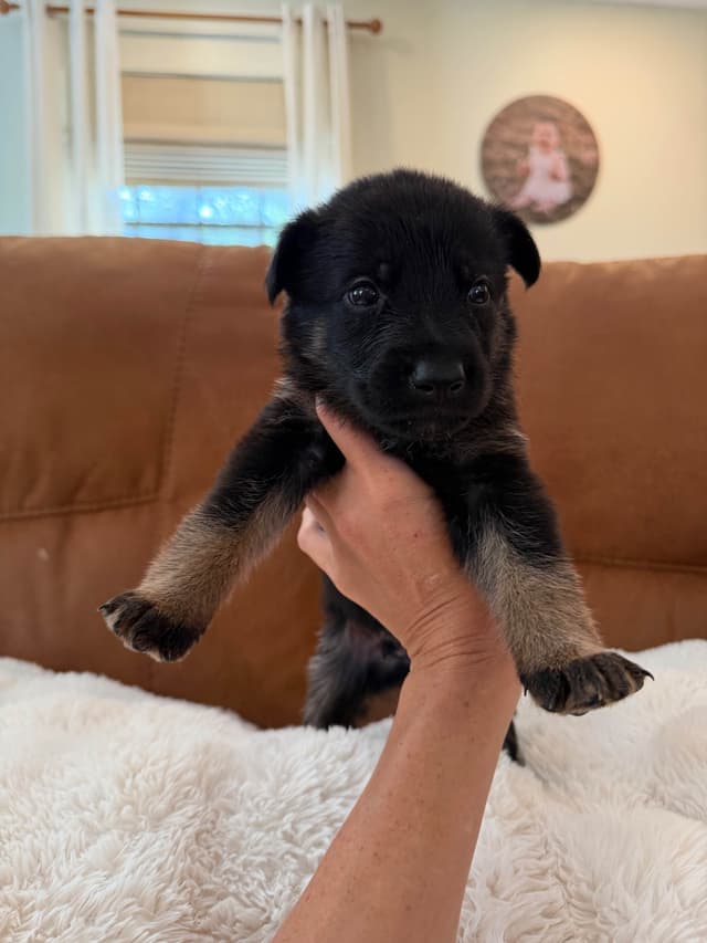 Titled and Health Tested Working Line Puppies media 8