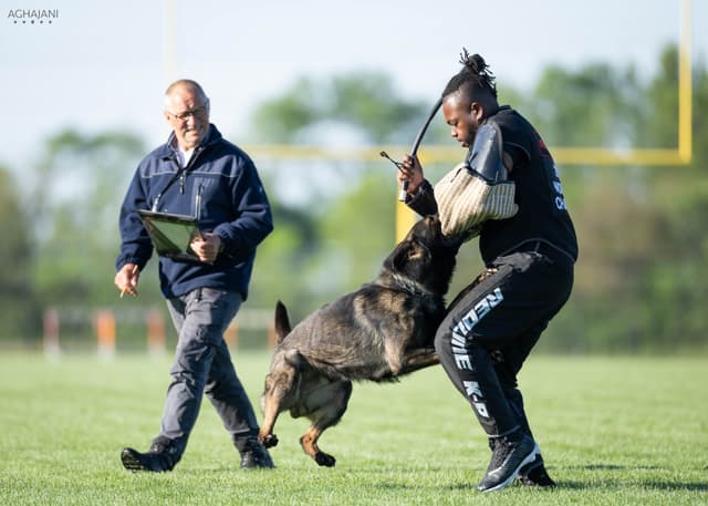 Titled and Health Tested Working Line Puppies media 12