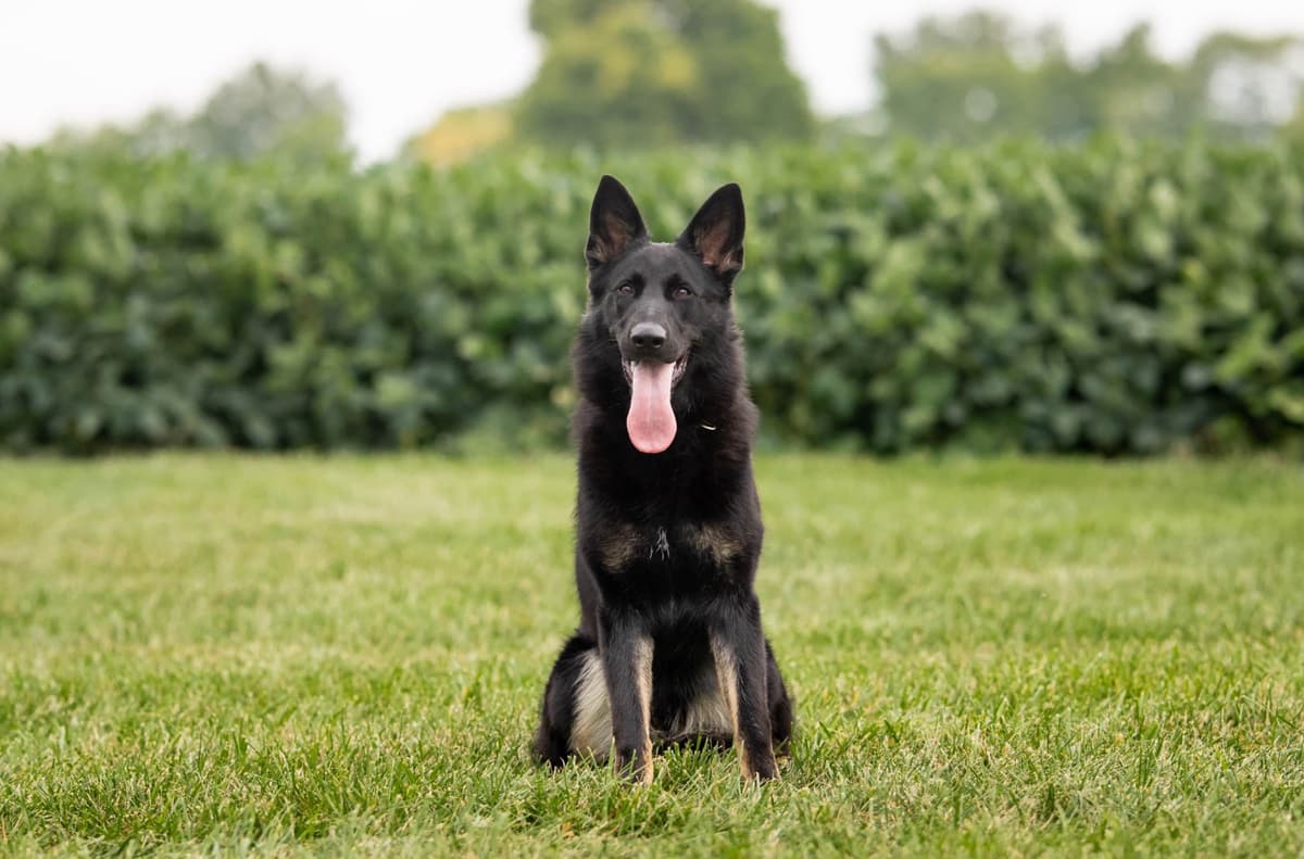 Titled and Health Tested Working Line Puppies breeder image 7