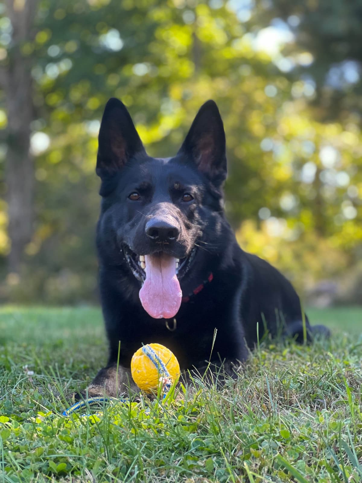 Titled and Health Tested Working Line Puppies breeder image 9