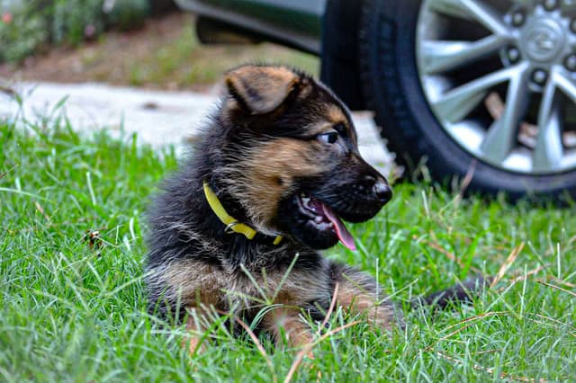 German Shepherd Dog Puppies media 2
