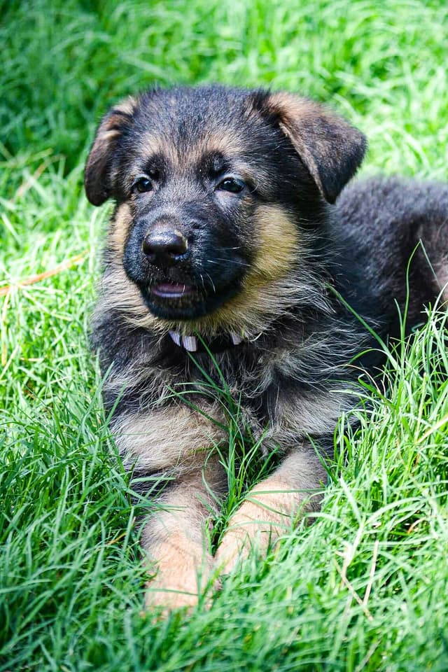 German Shepherd Dog Puppies media 4