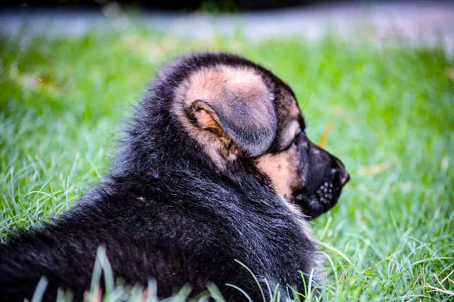 German Shepherd Dog Puppies media 5