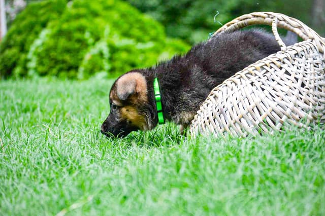 German Shepherd Dog Puppies media 7