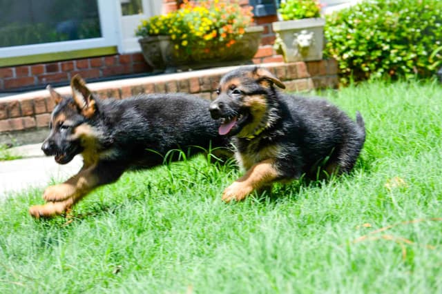 German Shepherd Dog Puppies media 8