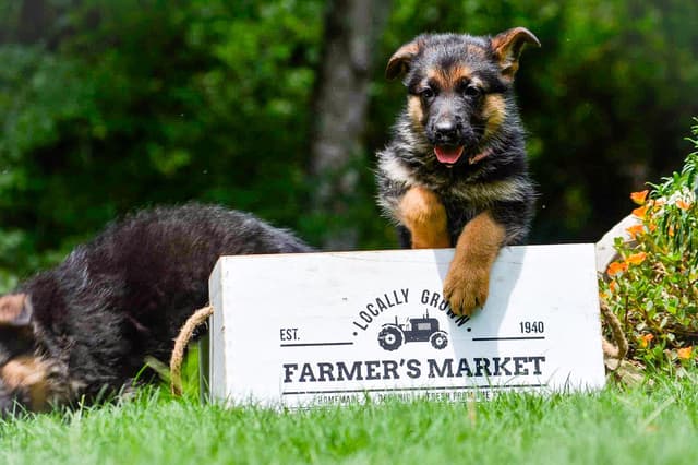 German Shepherd Dog Puppies media 10