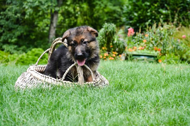 German Shepherd Dog Puppies media 12